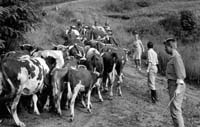 Fotografie z filmu „Zelené obzory“ (ČR 1962, režie: Ivo Novák)