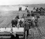 Rok 1950: Společný osev u obce Mělnické Vtelno (Foto zdroj: Národní zemědělské muzeum)